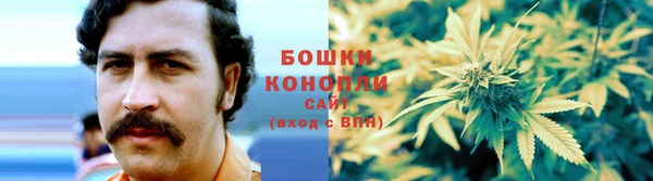 сатива Новозыбков