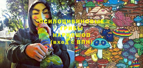 сатива Новозыбков
